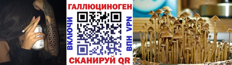 продажа наркотиков  Михайлов  Псилоцибиновые грибы Cubensis 